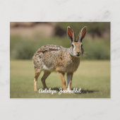 Antelope Jackrabbit staand op gras Briefkaart (Voorkant)