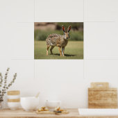 Antelope Jackrabbit staand op gras Poster (Keuken)