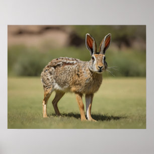 Antelope Jackrabbit staand op gras Poster