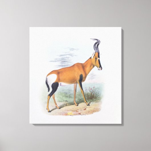 Antelope, uit 'The Book of Antelopes', Canvas Afdruk (Voorkant)