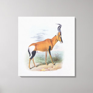Antelope, uit 'The Book of Antelopes', Canvas Afdruk