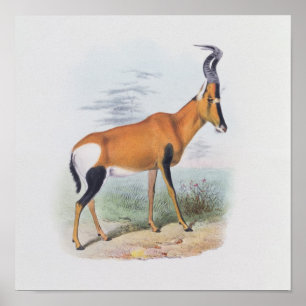 Antelope, uit 'The Book of Antelopes', Poster