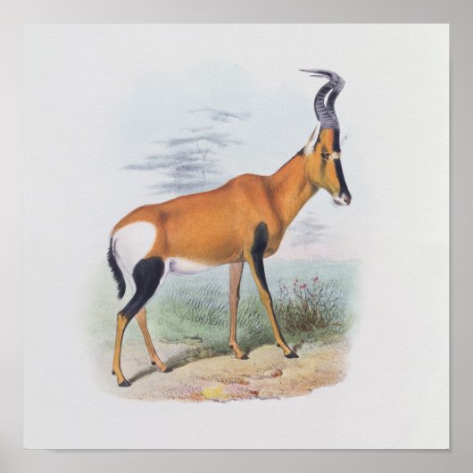 Antelope, uit 'The Book of Antelopes', Poster (Voorkant)
