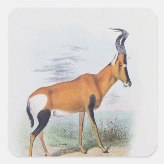 Antelope, uit 'The Book of Antelopes', Vierkante Sticker (Voorkant)