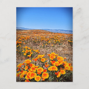 Antelope Valley California Poppy Reserve Briefkaart