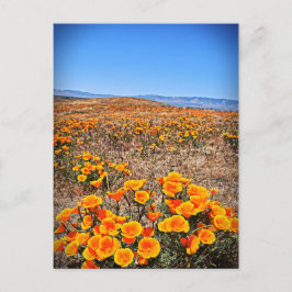 Antelope Valley California Poppy Reserve Briefkaart