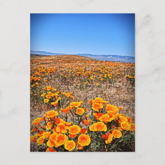 Antelope Valley California Poppy Reserve Briefkaart (Voorkant)