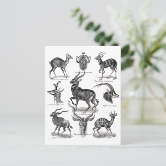 Antelopes Briefkaart (Staand voorkant)