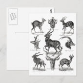 Antelopes Briefkaart (Voorkant / Achterkant)