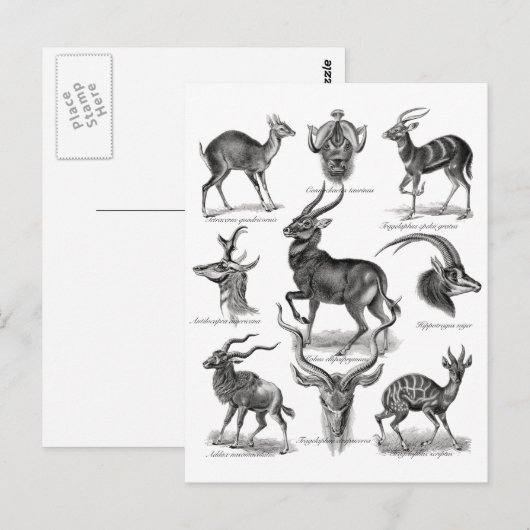 Antelopes Briefkaart (Voorkant / Achterkant)