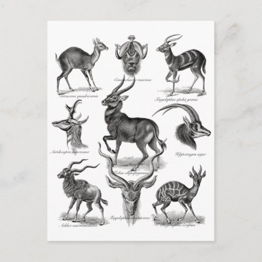 Antelopes Briefkaart (Voorkant)