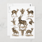 Antelopes Briefkaart (Voorkant / Achterkant)