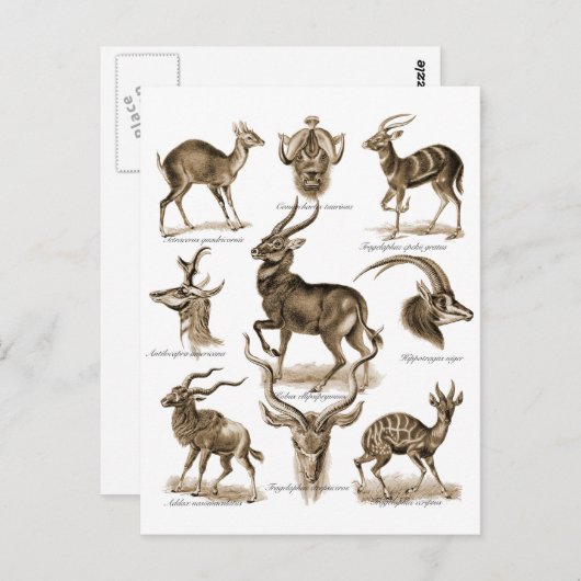 Antelopes Briefkaart (Voorkant / Achterkant)