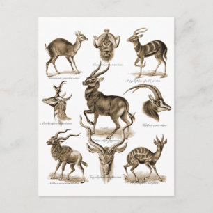 Antelopes Briefkaart