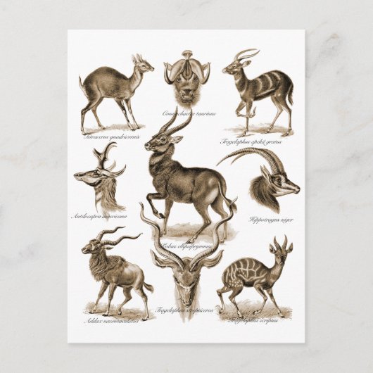 Antelopes Briefkaart (Voorkant)