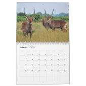 Antelopes Kalender (Feb 2026)
