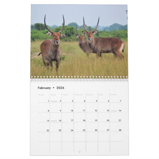Antelopes Kalender (Feb 2026)