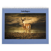 Antelopes Kalender (Hoes)
