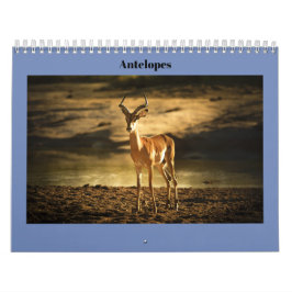 Antelopes Kalender