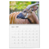Antelopes Kalender (Mar 2027)