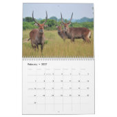 Antelopes Kalender (Feb 2027)