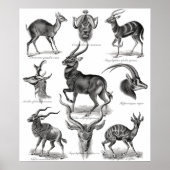 Antelopes Poster (Voorkant)