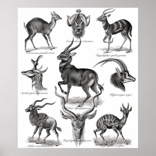 Antelopes Poster (Voorkant)
