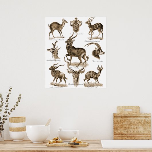 Antelopes Poster (Keuken)
