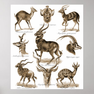 Antelopes Poster