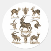 Antelopes Ronde Sticker (Voorkant)