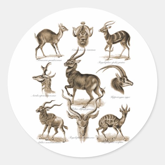 Antelopes Ronde Sticker (Voorkant)