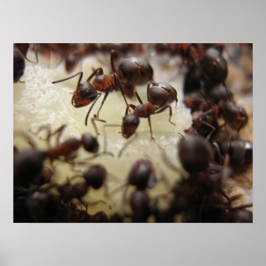 Anten op een stuk ananas poster (Voorkant)