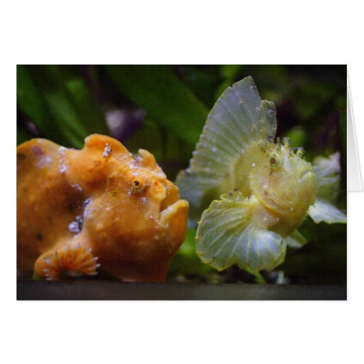 Antennarius commerson & Taenianotus triacanthus (Voorkant Horizontaal)