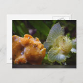 Antennarius commerson & Taenianotus triacanthus Briefkaart (Voorkant / Achterkant)