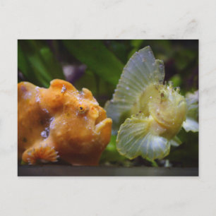 Antennarius commerson & Taenianotus triacanthus Briefkaart