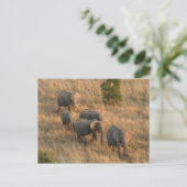 antenne voor olifantenfamilie briefkaart (Staand voorkant)