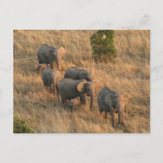antenne voor olifantenfamilie briefkaart (Voorkant)