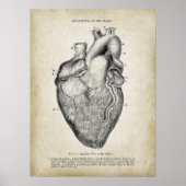 Anterieur Uitzicht van het hart Anatomie Poster (Voorkant)