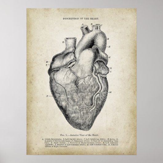 Anterieur Uitzicht van het hart Anatomie Poster (Voorkant)