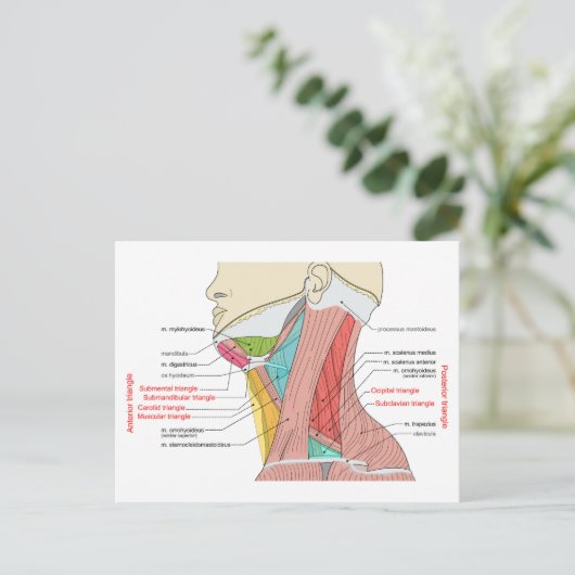 Anterieure achterste driehoeken nek Anatomie Spier Briefkaart (Staand voorkant)