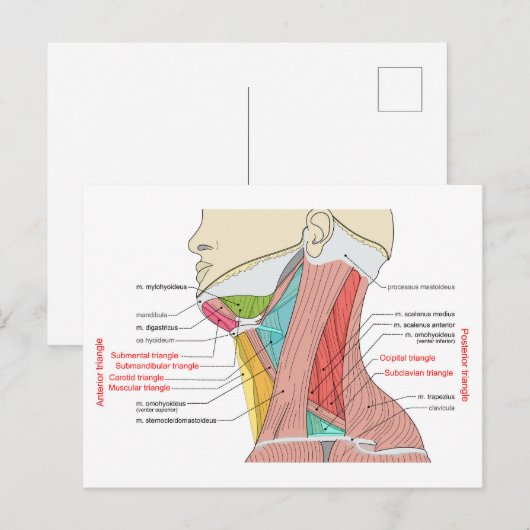 Anterieure achterste driehoeken nek Anatomie Spier Briefkaart (Voorkant / Achterkant)