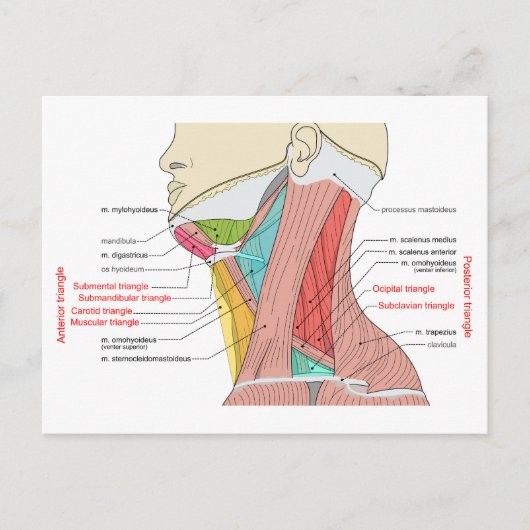 Anterieure achterste driehoeken nek Anatomie Spier Briefkaart (Voorkant)