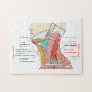 Anterieure achterste driehoeken nek Anatomie Spier Legpuzzel