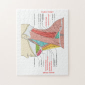 Anterieure achterste driehoeken nek Anatomie Spier Legpuzzel (Verticaal)