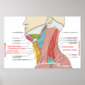 Anterieure achterste driehoeken nek Anatomie Spier Poster (Voorkant)
