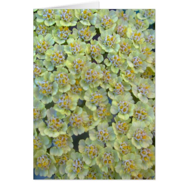 Anthea Yarrow Close (Voorkant)