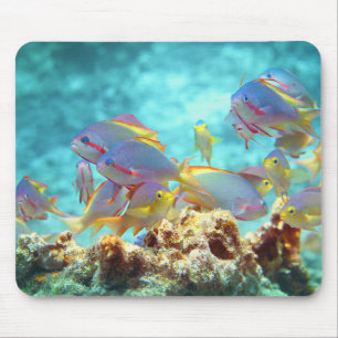 Anthias - Kleurrijke school van vissen op koraalri Muismat