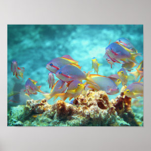 Anthias - Kleurrijke school van vissen op koraalri Poster
