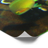 Anthias Reef Party Poster (Hoek)