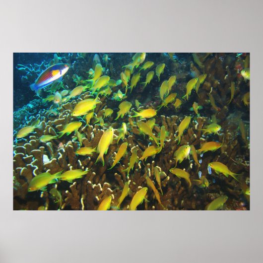 Anthias Reef Party Poster (Voorkant)
